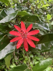 Passiflora glandulosa