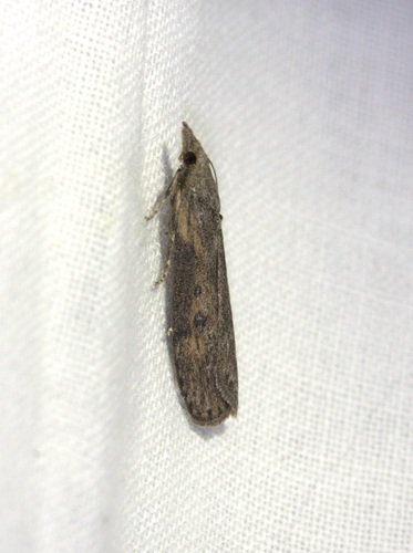 Lamoria anella