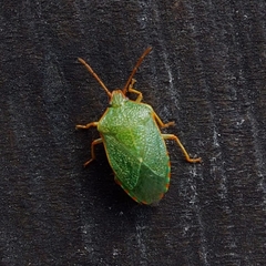 Sinopla perpunctatus