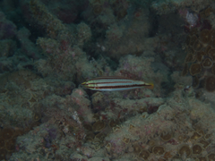 Hologymnosus doliatus