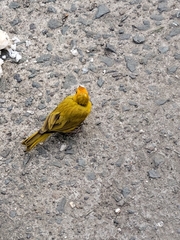 Sicalis flaveola