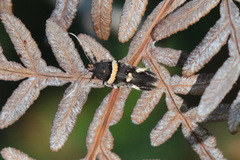 Macrobathra alternatella