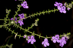Prostanthera rhombea