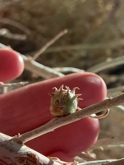 Rhopalomyia utahensis