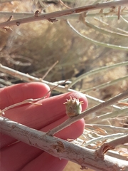 Rhopalomyia utahensis