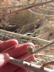 Rhopalomyia utahensis