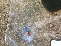 Enoclerus ichneumoneus