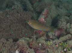 Halichoeres melanurus