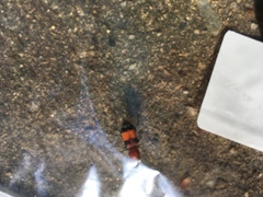 Enoclerus ichneumoneus