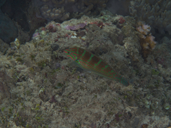 Halichoeres binotopsis