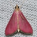 Inornate Pyrausta Moth - Photo (c) Andy Reago & Chrissy McClarren, some rights reserved (CC BY)