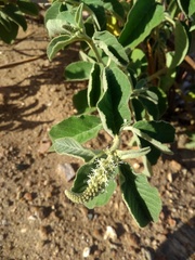 Croton heliotropiifolius