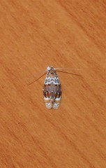 Piloprepes gelidella