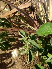 Croton heliotropiifolius