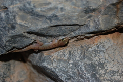 Pachydactylus reconditus