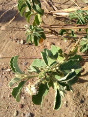Croton heliotropiifolius