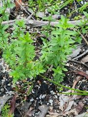 Prostanthera saxicola major