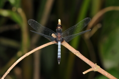 Erythrodiplax laurentia
