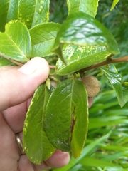 Camellia grijsii