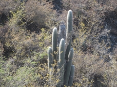Cephalocereus senilis