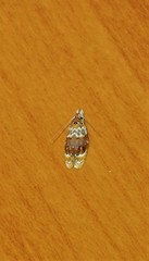 Piloprepes gelidella