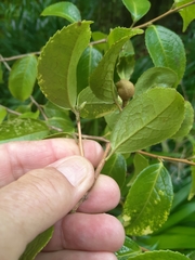 Camellia grijsii