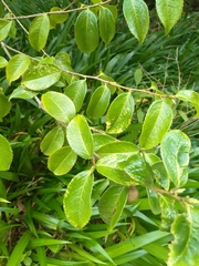 Camellia grijsii