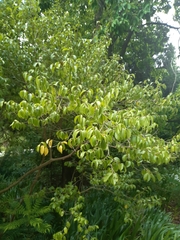 Camellia grijsii