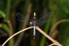 Erythrodiplax laurentia