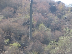 Cephalocereus senilis