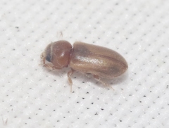 Tropicus pusillus