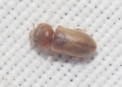 Tropicus pusillus