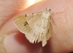 Frederickia flaviterminata