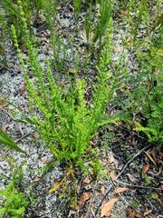 Prostanthera rhombea