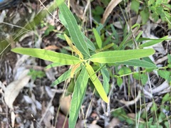 Corymbia tessellaris