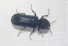 Amphicerus cornutus