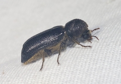 Amphicerus cornutus