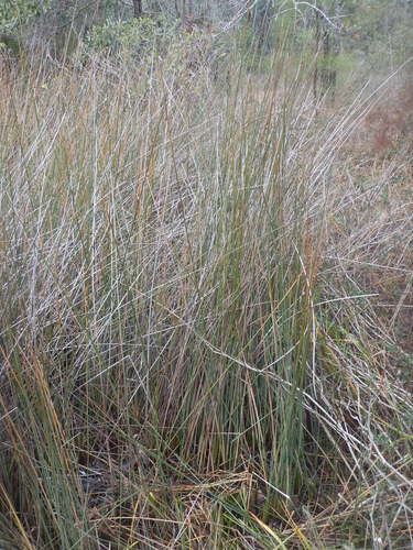 Image of Juncus roemerianus by (c) Ryan Watson, some rights reserved (CC BY)