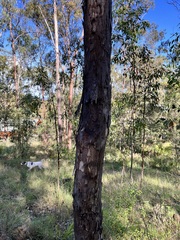 Eucalyptus moluccana
