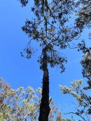 Eucalyptus moluccana