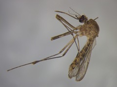 Culex pervigilans