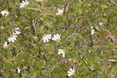 Scaevola hookeri