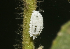Phenacoccus solenopsis