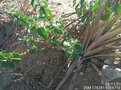 Croton heliotropiifolius