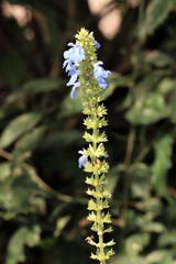 Salvia uliginosa