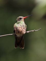 Glittering-Bellied Emerald photo 5