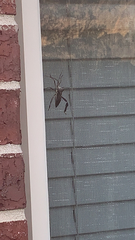 Acanthocephala declivis