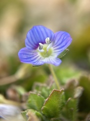 Veronica persica