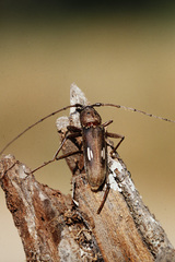Eburia ovicollis