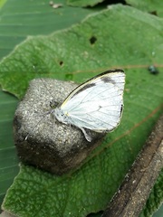 Leptophobia penthica